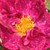 Roza - Galska vrtnica - Alain Blanchard